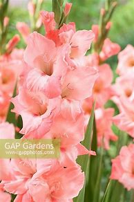 Image result for Gladiolus Oasis