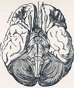 Image result for Vintage Human Brain Drawing