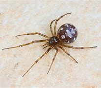 Image result for Large Ohio Spiders