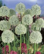 Image result for Allium Mont Blanc
