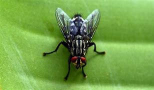 Image result for insecto