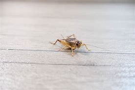 Image result for Crickets with Free Forms