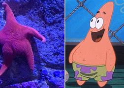 Image result for Real Patrick Star