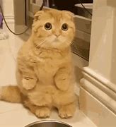 Image result for Moving Memes Funny Cats