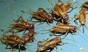 Image result for How Long Do Crickets Live