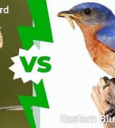 Image result for Western vs Eastern Bluebird Female
