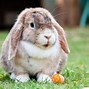 Image result for Domestic Bunny Rabbit