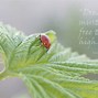 Image result for Poems About Ladybugs