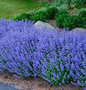 Image result for Lowe's Perennial Plants