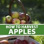 Image result for Apple Orchard Harvest Tree