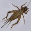 Image result for Types of Crickets