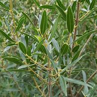 Image result for Phillyrea angustifolia