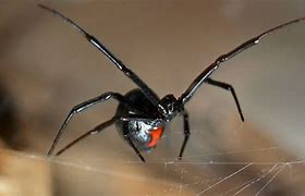 Image result for Black Widow Spider Wallpaper