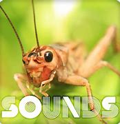 Image result for Cricket Insect Sound