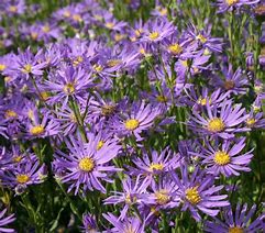 Aster amellus Sonora に対する画像結果