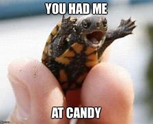 Image result for Funny Memes Baby Turtle