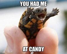Image result for Funny Memes Baby Turtle