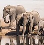 Image result for Tallest Animal Traf