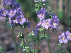 Image result for Polemonium caeruleum