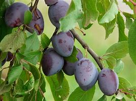 Image result for Dry Plum