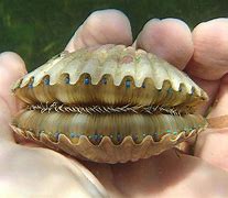 Image result for Clam Eyes