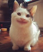 Image result for Smiling Cat Meme 1080X1080