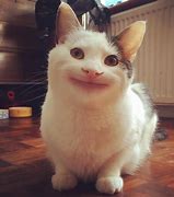 Image result for Smirking Cat Meme