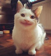 Image result for Cat Smiling Up Meme
