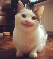 Image result for Cat Smile Meme Face