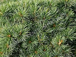تصویر کا نتیجہ برائے Pinus parviflora Floppy Joe