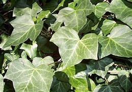 Image result for Wall Clock with Ivy