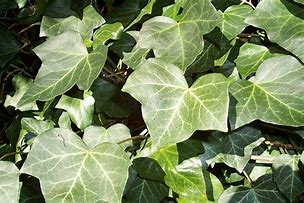 Image result for Silver Ivy Plant