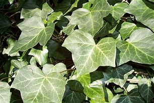 Image result for Ivy Plant Edible