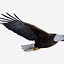 Image result for American Eagle Transparent