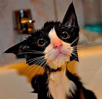 Image result for Funny Cat Bath