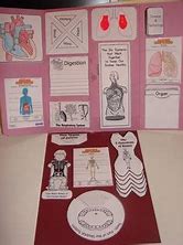Image result for Human Body Systems Foldable