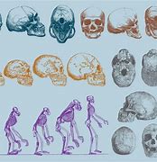 Image result for Human Skull Evolution Timeline
