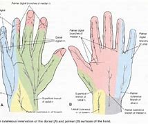 Image result for Thumb Numbness