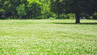 Image result for White Clover Lawn