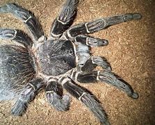 Image result for L Parahybana