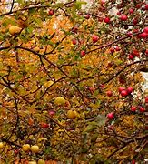 Image result for Almata Apple Tree