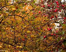 Image result for Apple Tree Forest