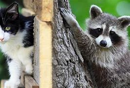Image result for Raccoon Cat Mix