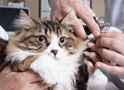 Image result for How to Clip Cat's Claws