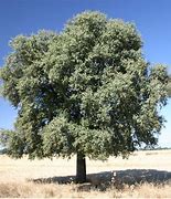 Image result for Quercus ilex