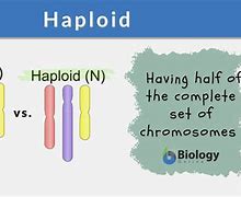 Image result for What Makes a Haploid