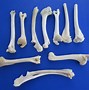 Image result for Whitetail Deer Foot Bones