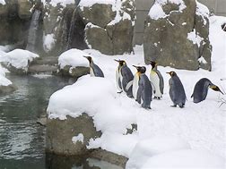 Image result for Calgary Zoo Penguins