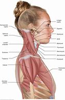 Image result for Neck Muscle Anatomy Drawing