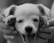 Image result for Be Happy Puppy
